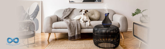 Oil Diffusers and Dogs: A Compatible Relationship?